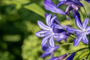 Agapanthus 'Northern Star' - P9 - image 3
