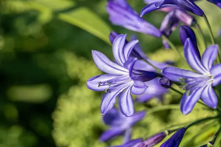 Agapanthus 'Northern Star' - 2 Ltr pot - image 3