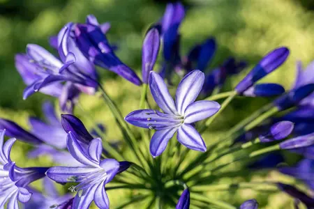 Agapanthus 'Northern Star' - 50-60 CM C5 - image 2