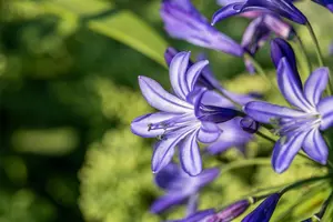 Agapanthus 'Northern Star' - 50-60 CM C5 - image 3