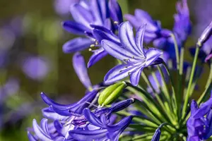 Agapanthus 'Northern Star' - 50-60 CM C5 - image 1
