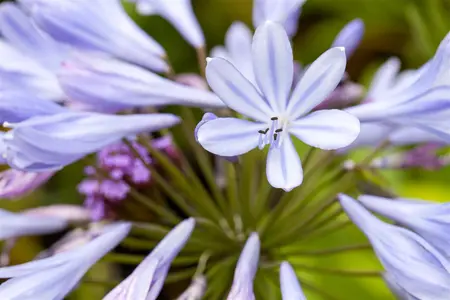 Agapanthus 'Petit Eskimo' - 3 Ltr pot
