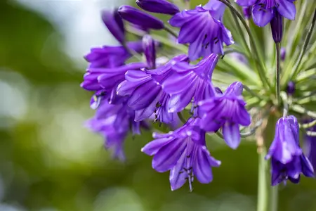 Agapanthus 'Poppin Purple' - 5 Ltr pot