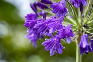 Agapanthus 'Poppin Purple' - 5 Ltr pot