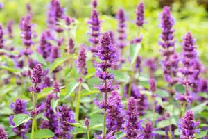 Agastache 'Beelicious Pink'