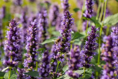 Agastache 'Black Adder' - 1.5 Ltr pot - image 1