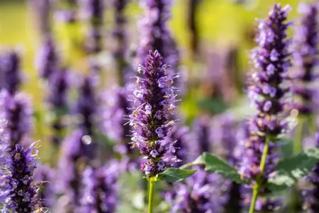 Agastache 'Black Adder' - 1.5 Ltr pot - image 2