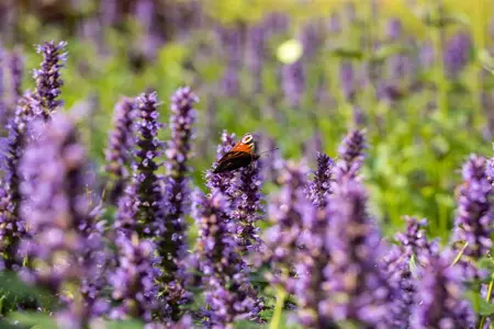 Agastache 'Black Adder' - 1.5 Ltr pot - image 3