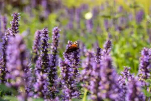 Agastache 'Black Adder' - 1.5 Ltr pot - image 3