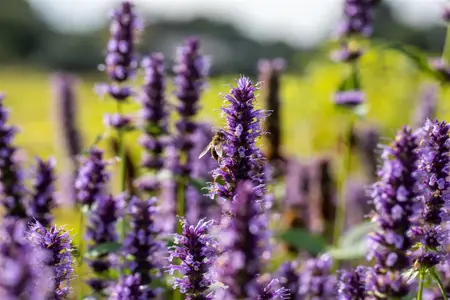 Agastache 'Black Adder' - 1.5 Ltr pot - image 4