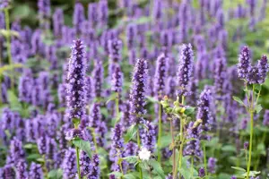 Agastache 'Black Adder' - 1.5 Ltr pot - image 5