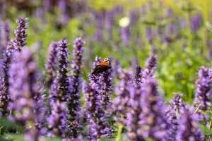 Agastache 'Black Adder' - 40-60 CM C5 - image 3