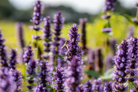Agastache 'Black Adder' - 40-60 CM C5 - image 4