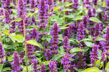 Agastache 'Blue Boa' - P9 - image 1