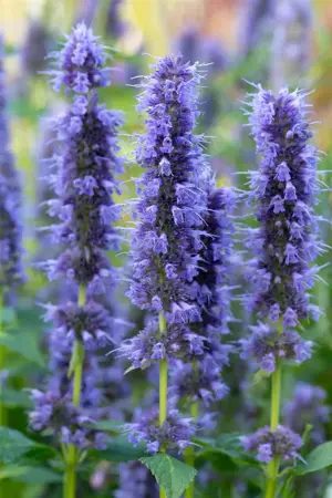 Agastache 'Blue Fortune' - 2 Ltr pot - image 5