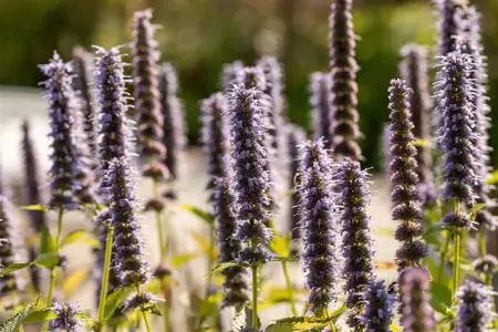 Agastache 'Blue Fortune' - 2 Ltr pot - image 1