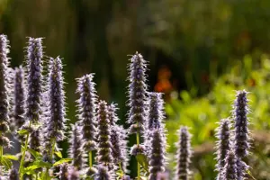 Agastache 'Blue Fortune' - 2 Ltr pot - image 2