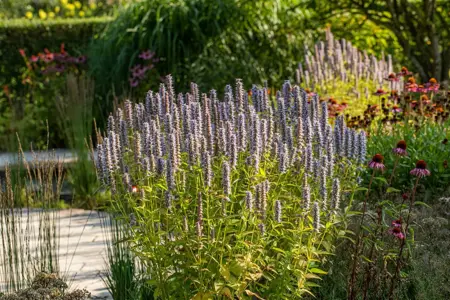 Agastache 'Blue Fortune' - 2 Ltr pot - image 3