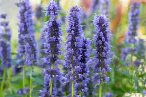 Agastache 'Blue Fortune' - 2 Ltr pot - image 4