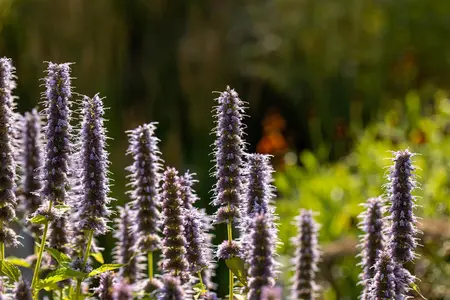 Agastache 'Blue Fortune' - 5 Ltr pot - image 2