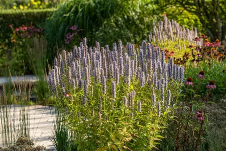 Agastache 'Blue Fortune' - 5 Ltr pot - image 3
