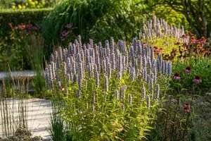 Agastache 'Blue Fortune' - 5 Ltr pot - image 3
