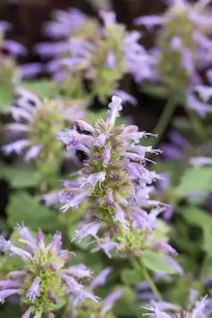 Agastache 'Fleur' - P9 - image 2
