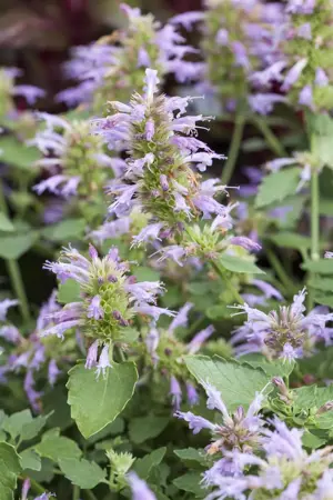 Agastache 'Fleur' - P9 - image 3