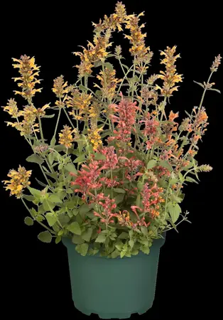 Agastache 'Fleur' - P9 - image 4