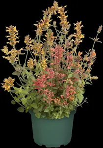 Agastache 'Fleur' - P9 - image 4
