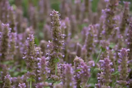 Agastache 'Fleur' - P9 - image 1