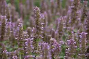 Agastache 'Fleur'
