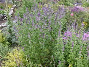 Agastache 'Fleur' - P9 - image 5