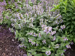 Agastache foeniculum
