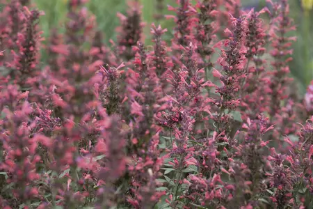 Agastache 'Kudos Coral' - 2 Ltr pot