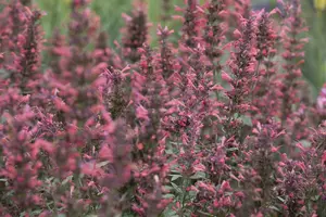 Agastache 'Kudos Coral' - 2 Ltr pot