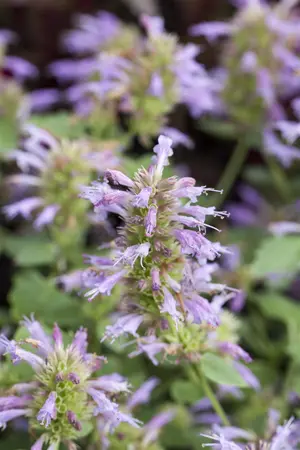 Agastache 'Kudos Manderin Orange' - 2 Ltr pot - image 2