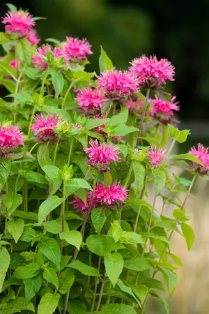 Agastache 'Kudos Manderin Orange' - 2 Ltr pot - image 5