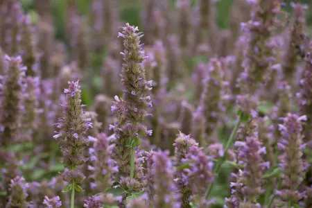 Agastache 'Kudos Manderin Orange' - 2 Ltr pot - image 1