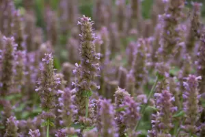 Agastache 'Kudos Manderin Orange' - 2 Ltr pot - image 5