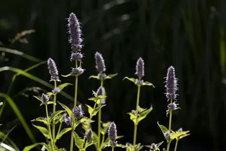 Agastache 'Little Adder' - 2 Ltr pot