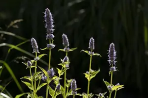 Agastache 'Little Adder'