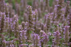 Agastache rugosa - P13 - image 1