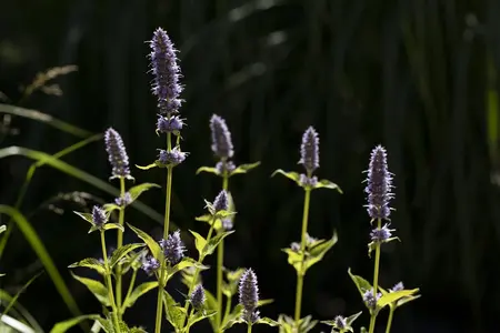Agastache rugosa - P13 - image 2