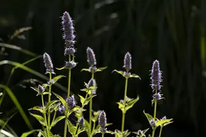 Agastache rugosa - P13 - image 2