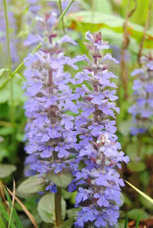 Ajuga reptans - P9 - image 3