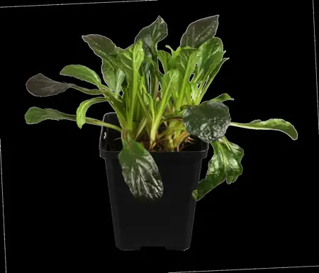 Ajuga reptans - P9 - image 1