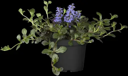 Ajuga reptans - P9 - image 5