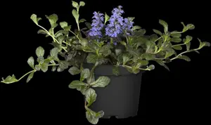 Ajuga reptans - P9 - image 5