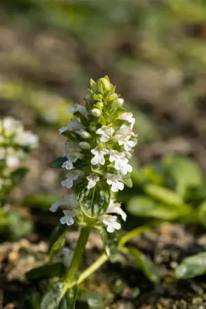Ajuga reptans 'Alba' - P11 - image 3